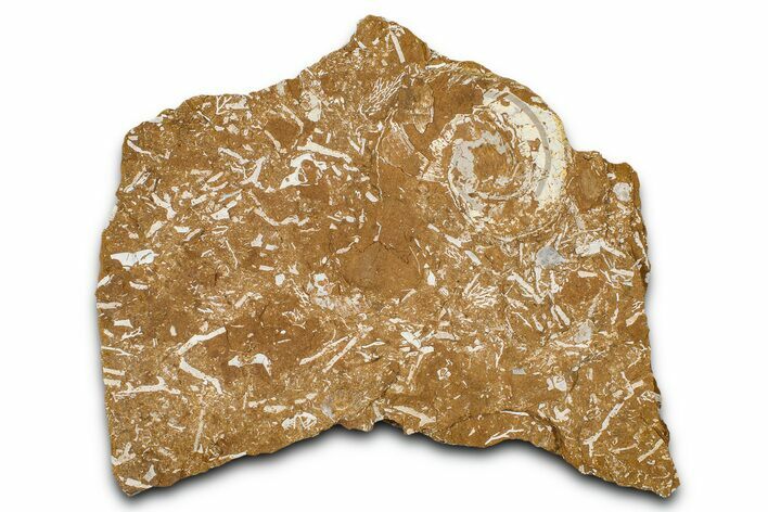 Ordovician Kukersite Oil Shale w/ Bryozoan & Trilobite Fossils #368963